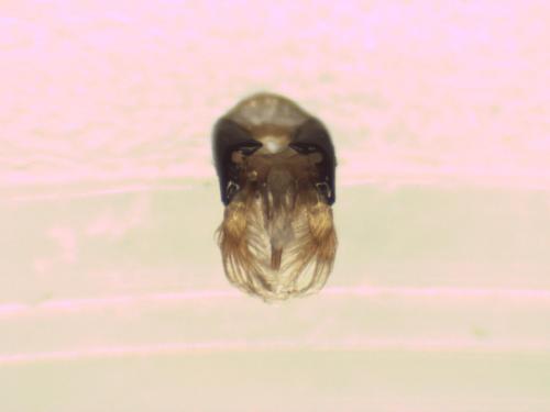 Nomada sp.